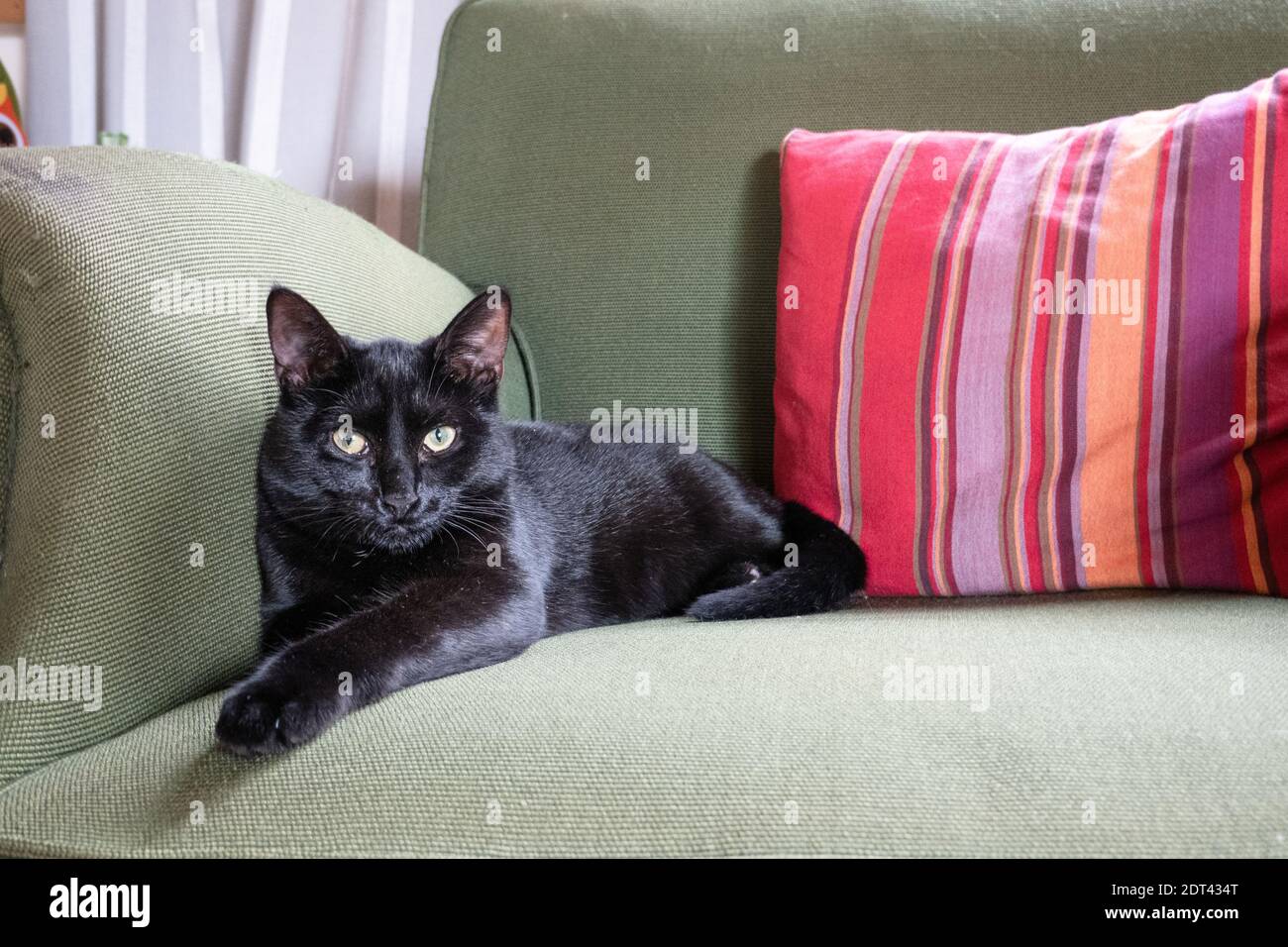 Black cat sitting on sofa looking at camera Stock Photo - Alamy