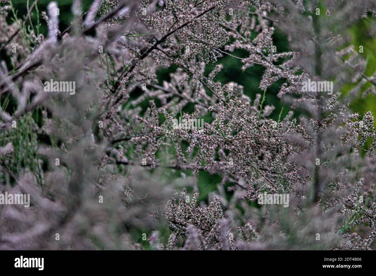 Close Up Of Cherry Blossom Tree During Winter Stock Photo Alamy