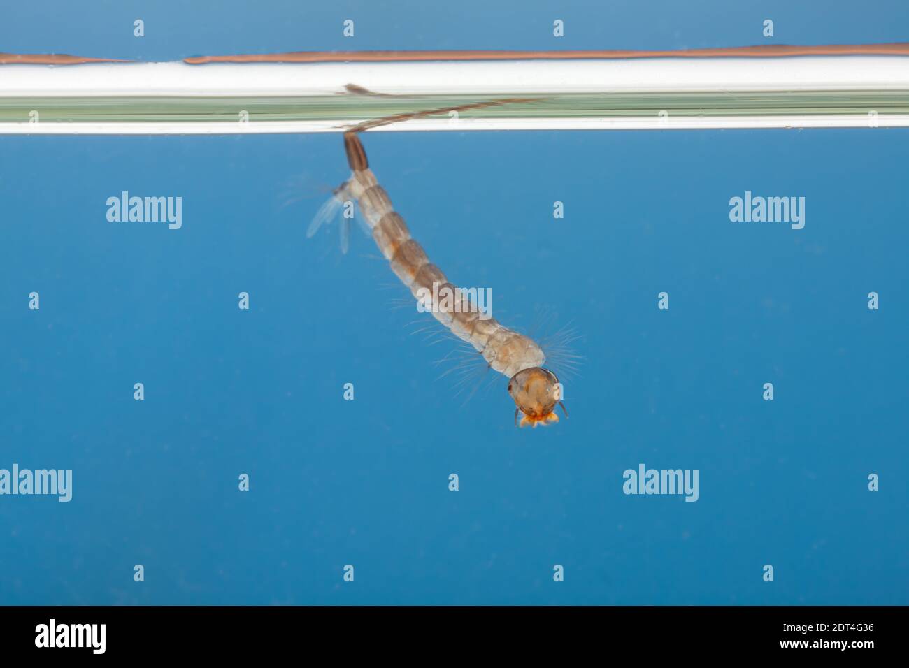 Mosquito larvae in the water - small animal that causes tropical diseases Stock Photo