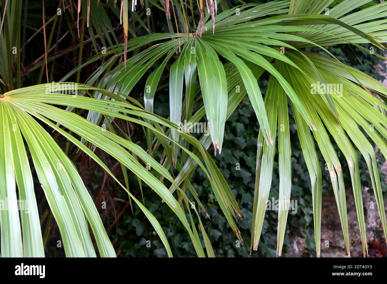 Green palm tree leaves hires stock photography and images Alamy