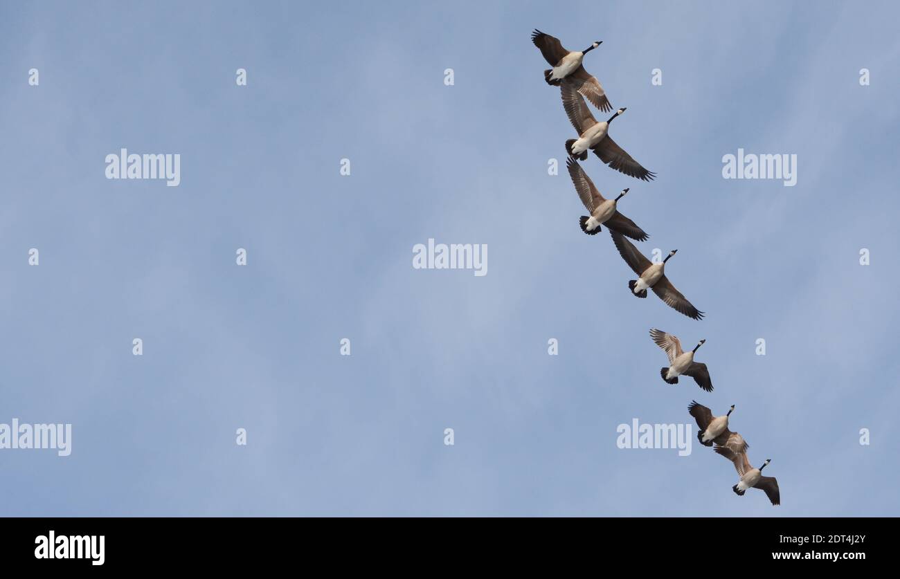 The migrating Canada geese are flying in formation in a clear blue sky. Stock Photo