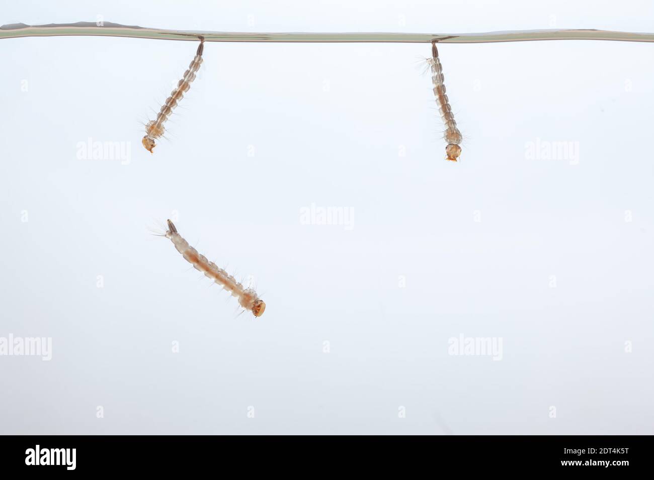 Mosquito larvae in the water - small animal that causes tropical diseases on white background Stock Photo