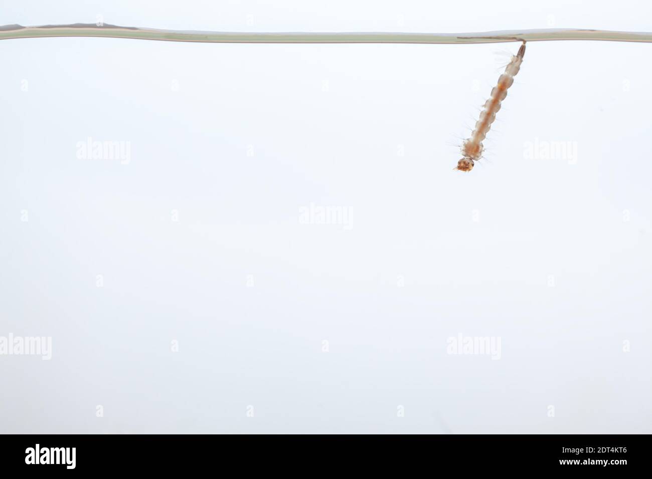 Mosquito larvae in the water - small animal that causes tropical diseases on white background Stock Photo