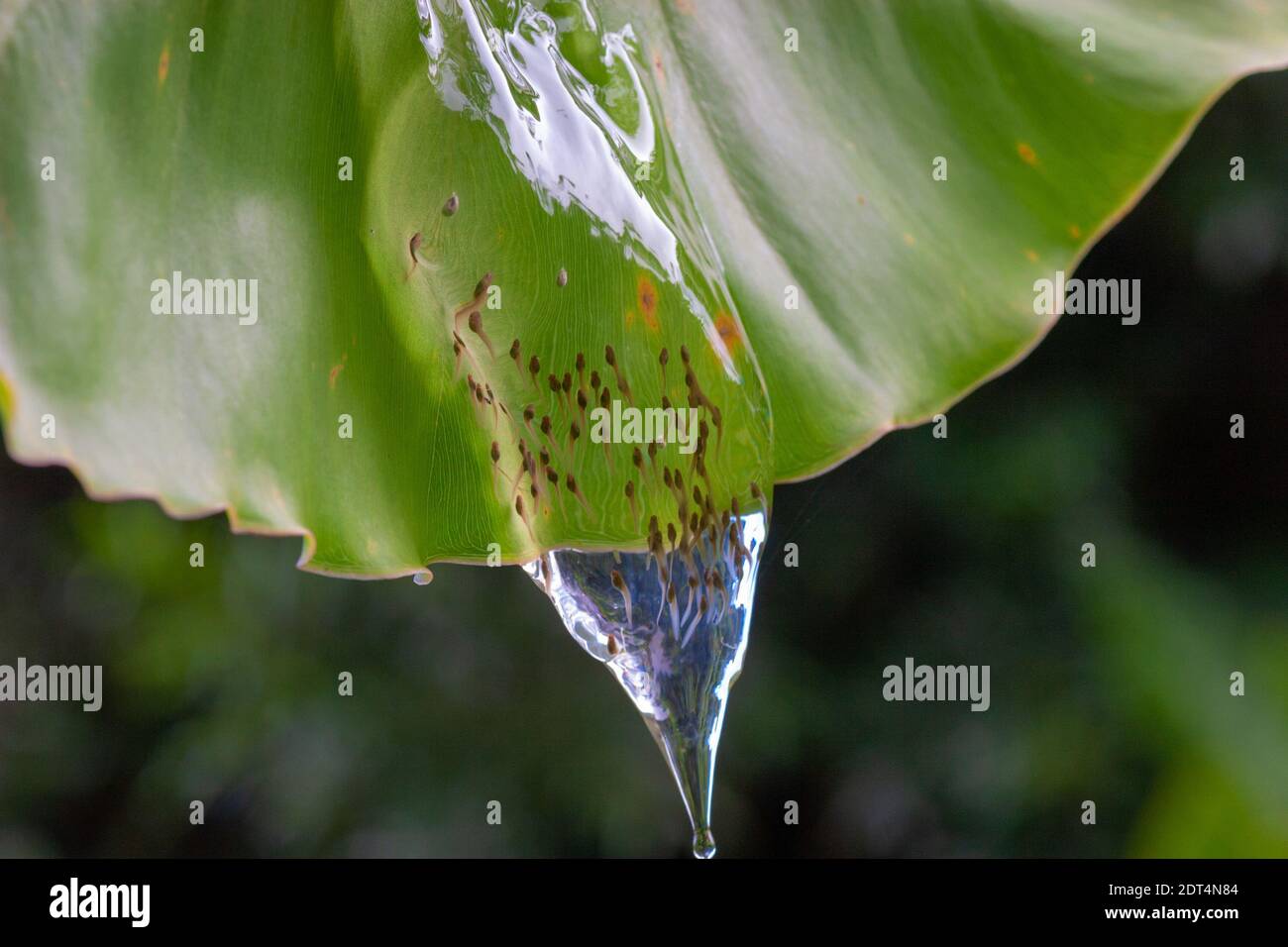 Egg Clutch Of Arboreal Frogs In Madagascar Madagascar Stock Photo Alamy