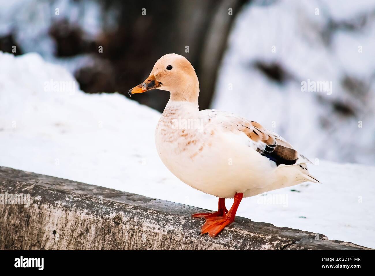 Wild brown duck in winter. Hunting for mallards. Bird watching. Stock Photo