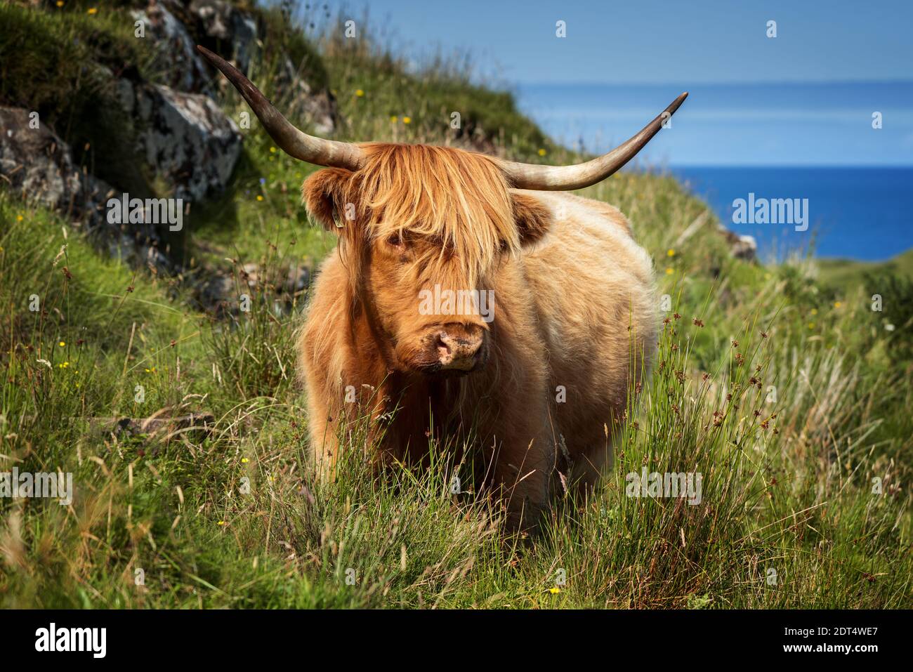 Highland cattle on Isle of Mull in sunny weather, Scotland Stock Photo