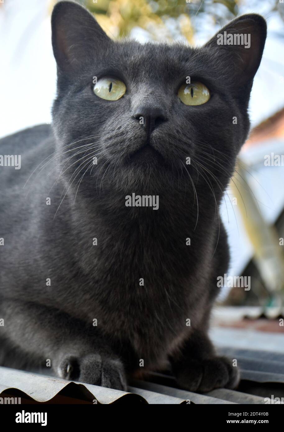 Cute Black Cat On The Zinc Roof Stock Photo Alamy
