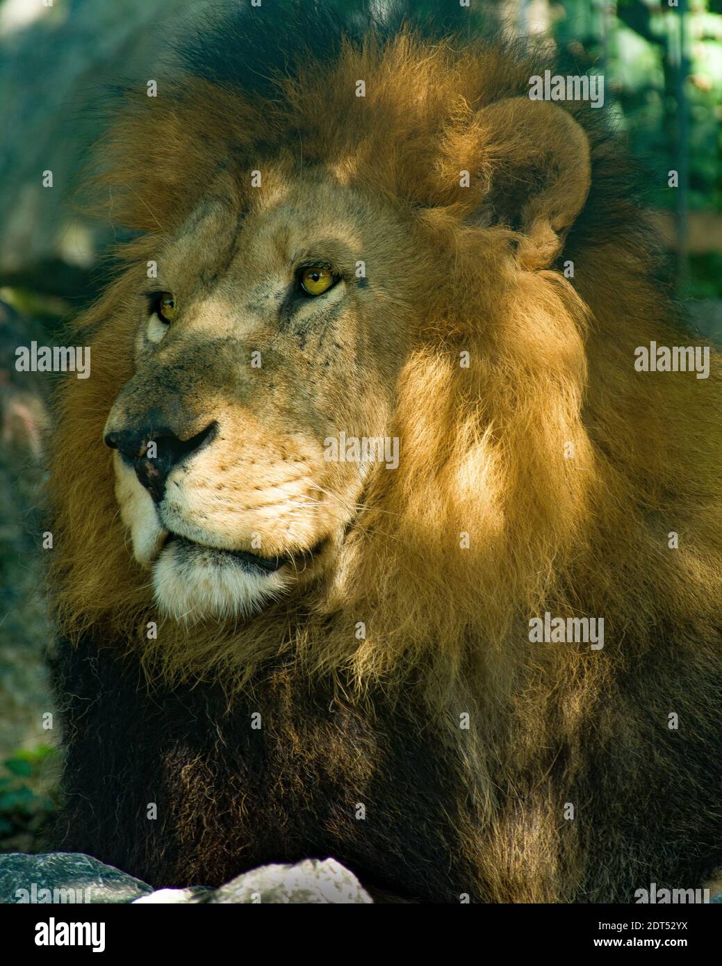 Male lion roaring at cub hires stock photography and images Alamy