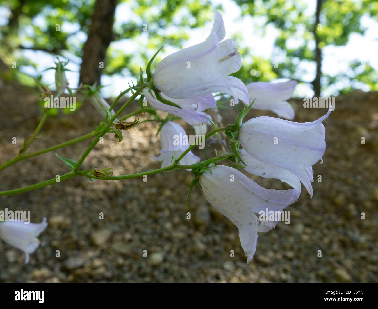Creeping Bellflower (Campanula rapunculoides) in mountains in forest area. Wild flowers of the Caucasus Stock Photo