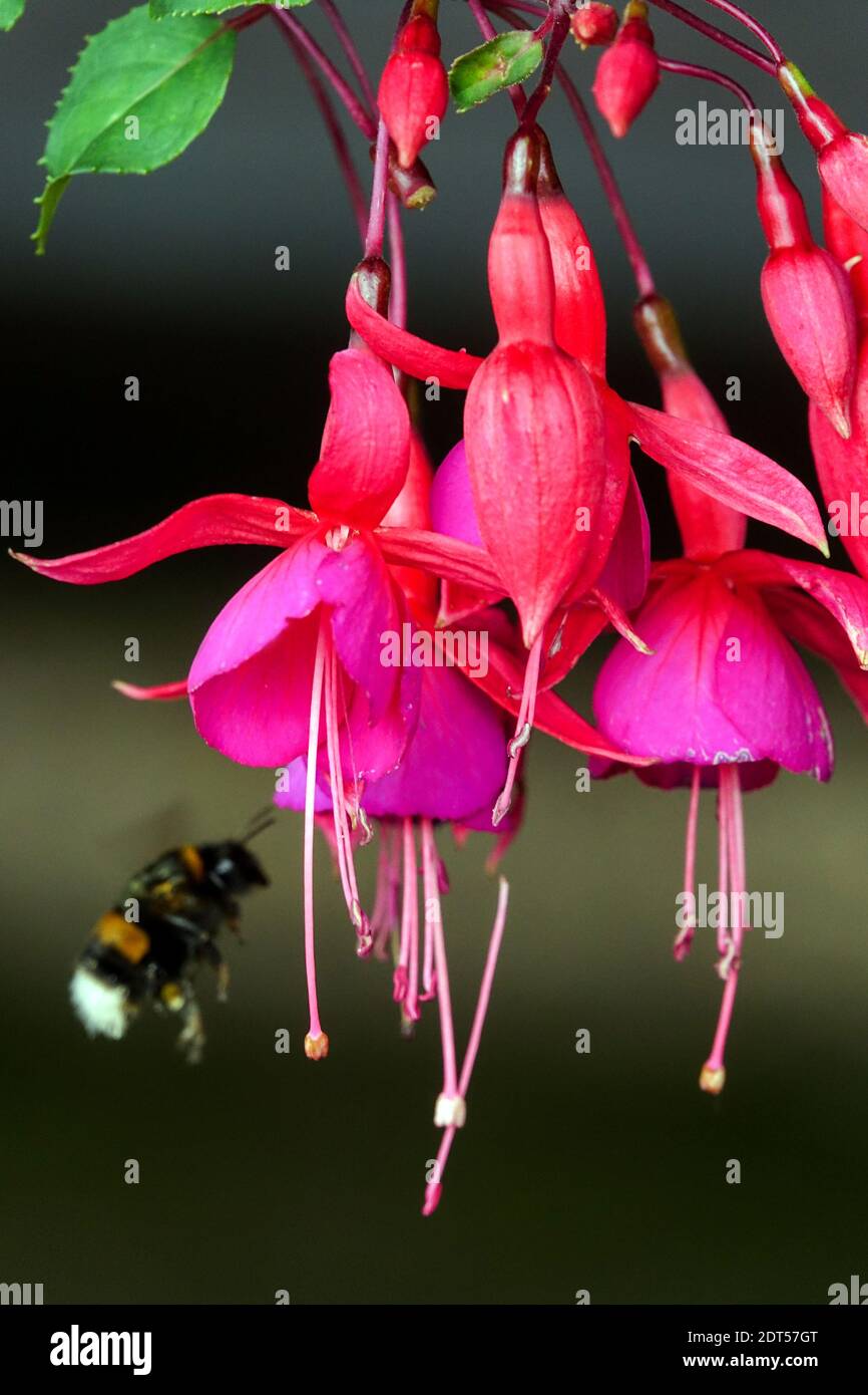 Hardy fuchsia flower Bumblebee Bombus terrestris, the buff-tailed bumblebee or large earth bumblebee Stock Photo
