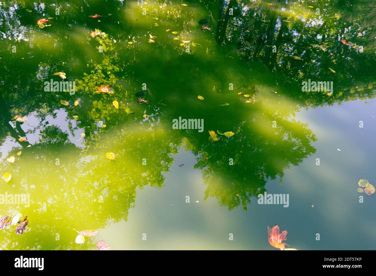 The pond is in a state of stagnation: dry and rotten leaves in green water. The reflection of the forest Stock Photo