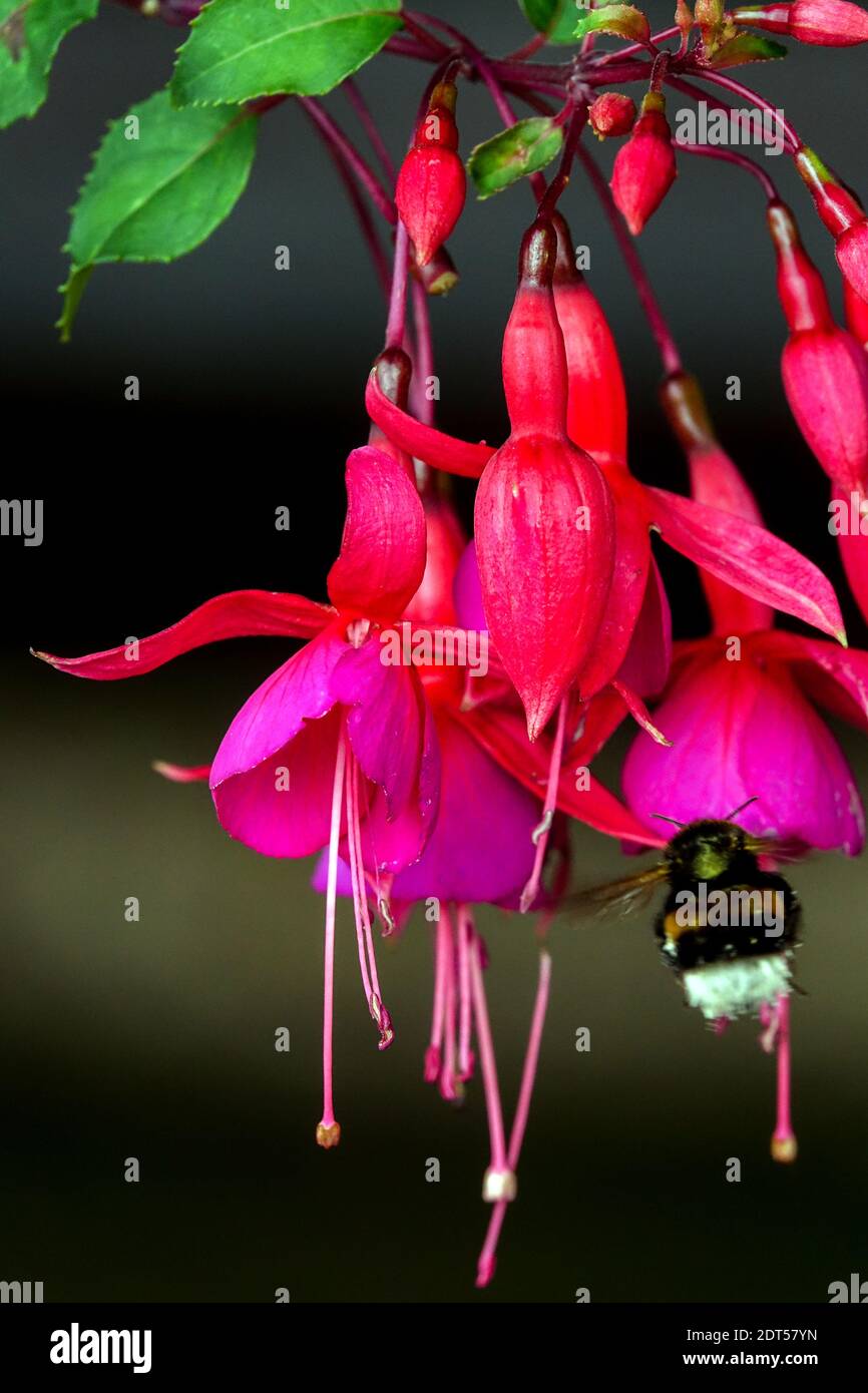 Buff-tailed Bumblebee Bombus terrestris on hardy fuchsia bumblebee Stock Photo