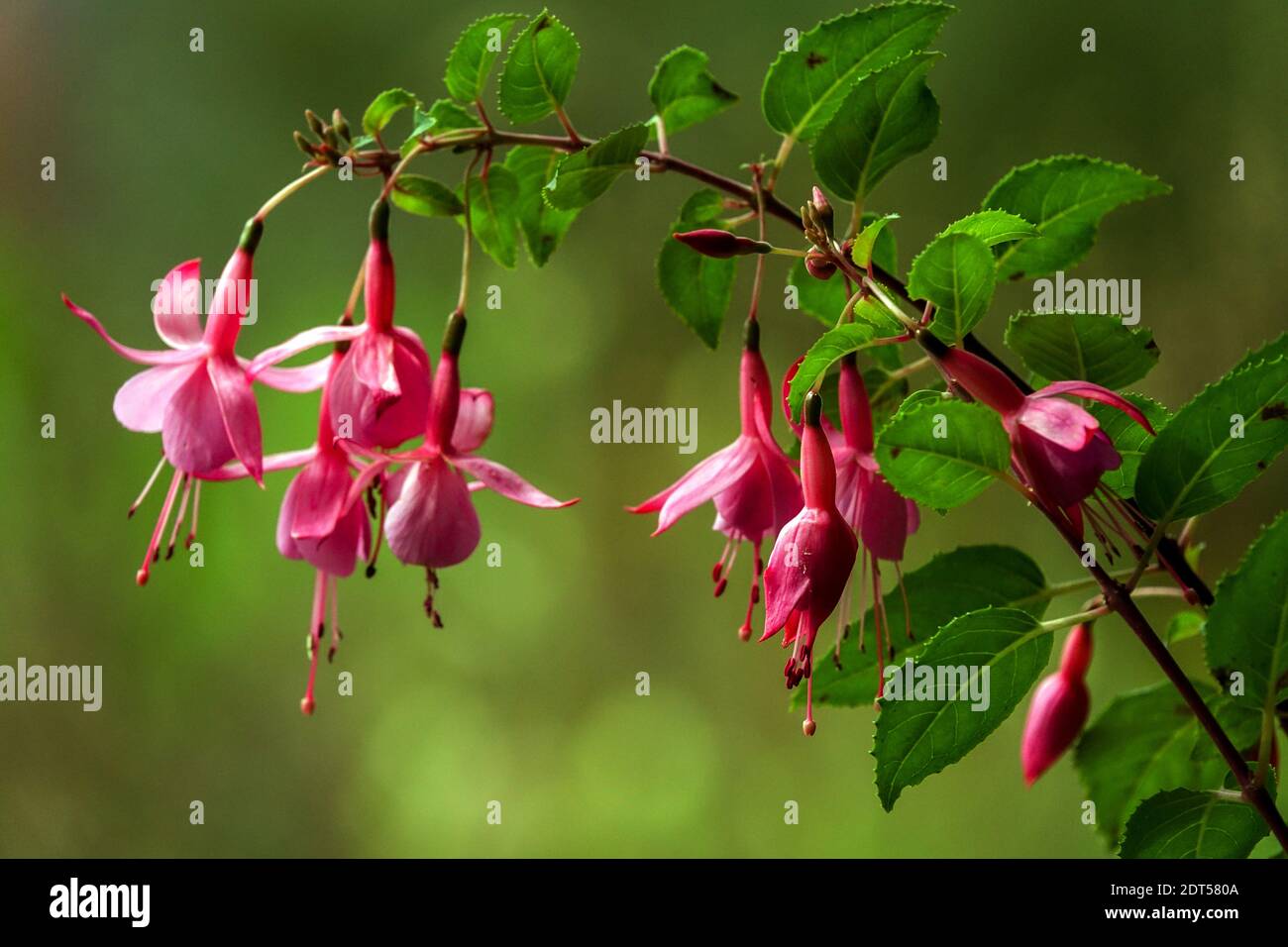 Hardy fuchsia flower Stock Photo