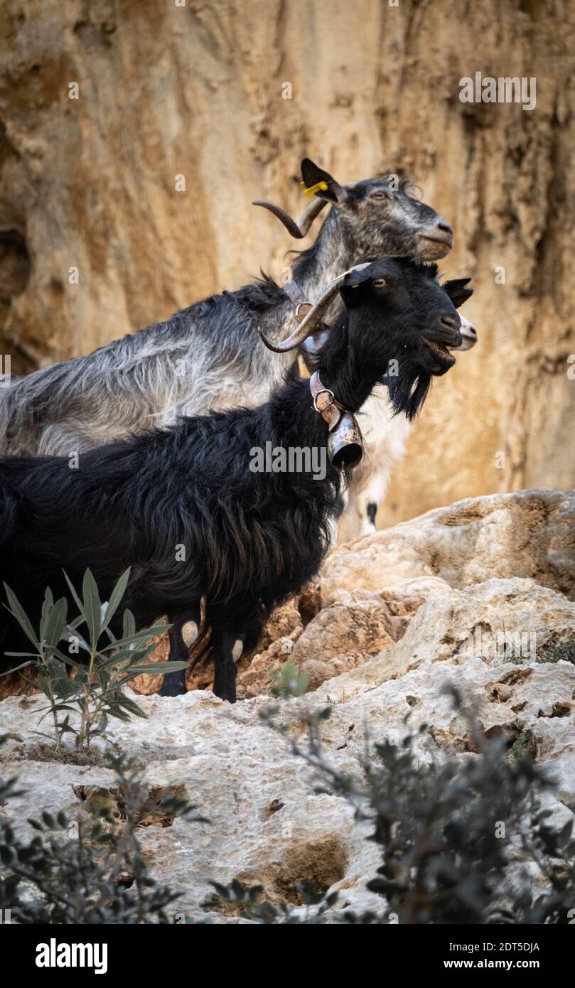 Goats standing on rocky cliff Stock Photo - Alamy