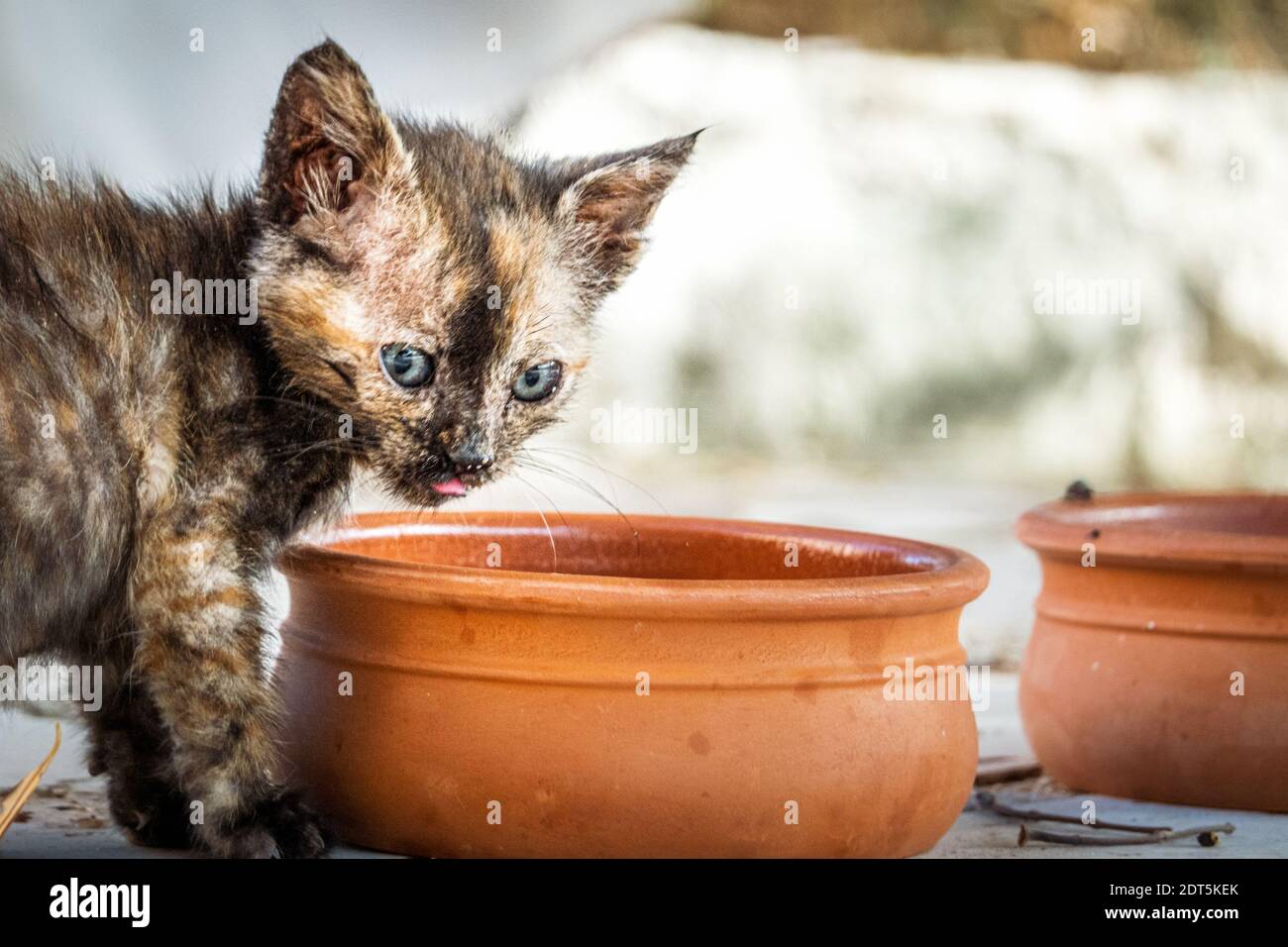 Close-up of kitten with bowls Stock Photo