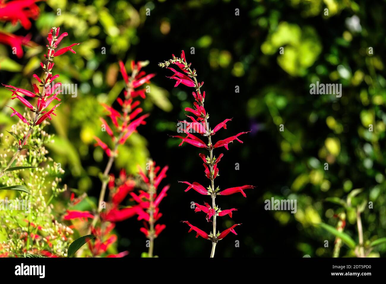 Flowers Of Pineapple Sage Or Tangerine Sage, Salvia Elegans, Nice Bokeh In Background Stock Photo