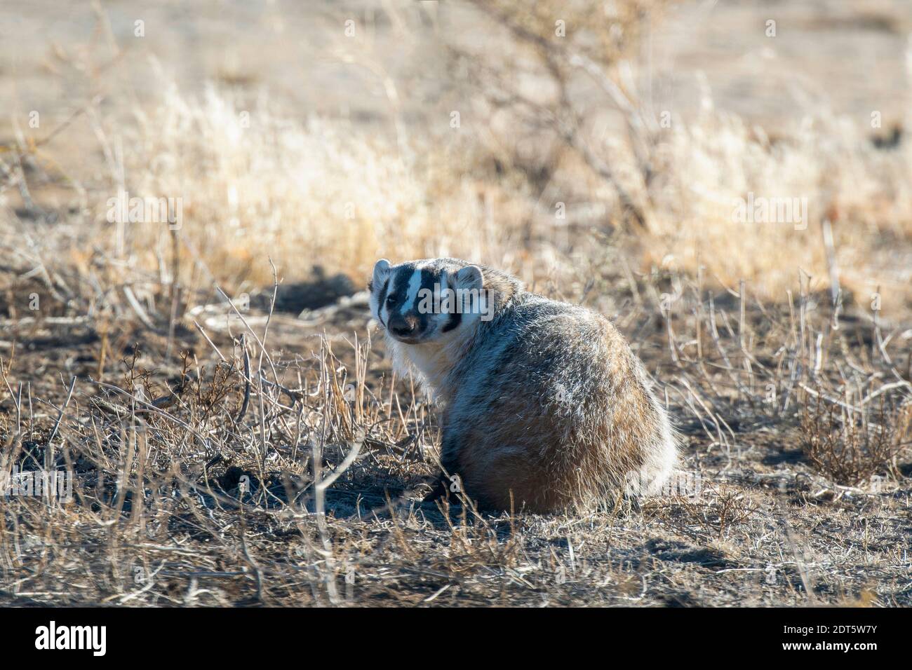 An American Badger (Taxidea taxus) on Prairie Grass Land in Colorado ...