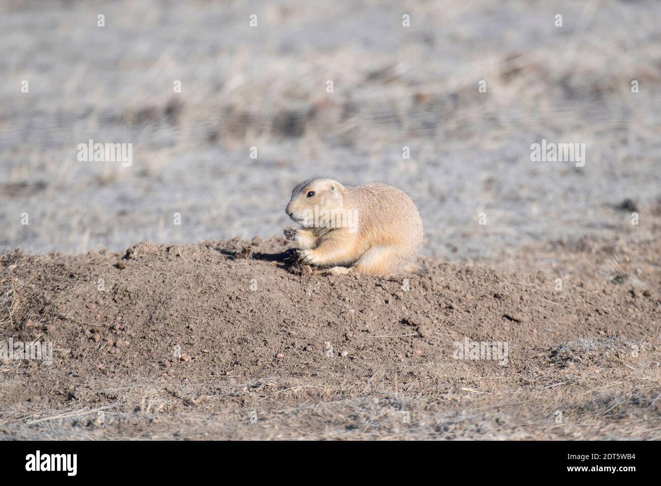 A Black-tailed Prairie Dog (Cynomys ludovicianus) at its Burrow Shown Eating a Prickly Pear Cactus on Grassland in Colorado Stock Photo
