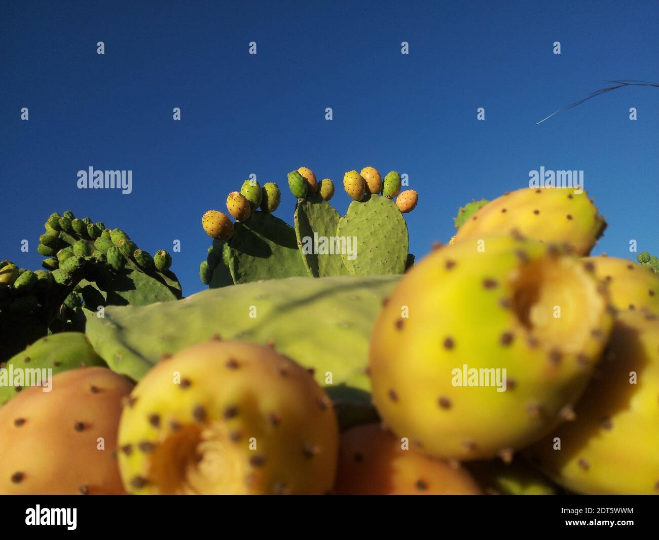 Arabia cactus hires stock photography and images Alamy
