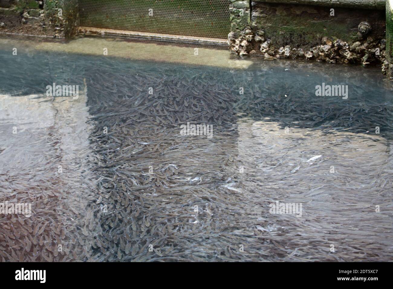 Venice Italy 21st Dec 2020 The Little Pollution In The Canals Of Venice During This Year Of Covid 19 Has Given Way To Marine Fauna To Multiply As Happened Today With An