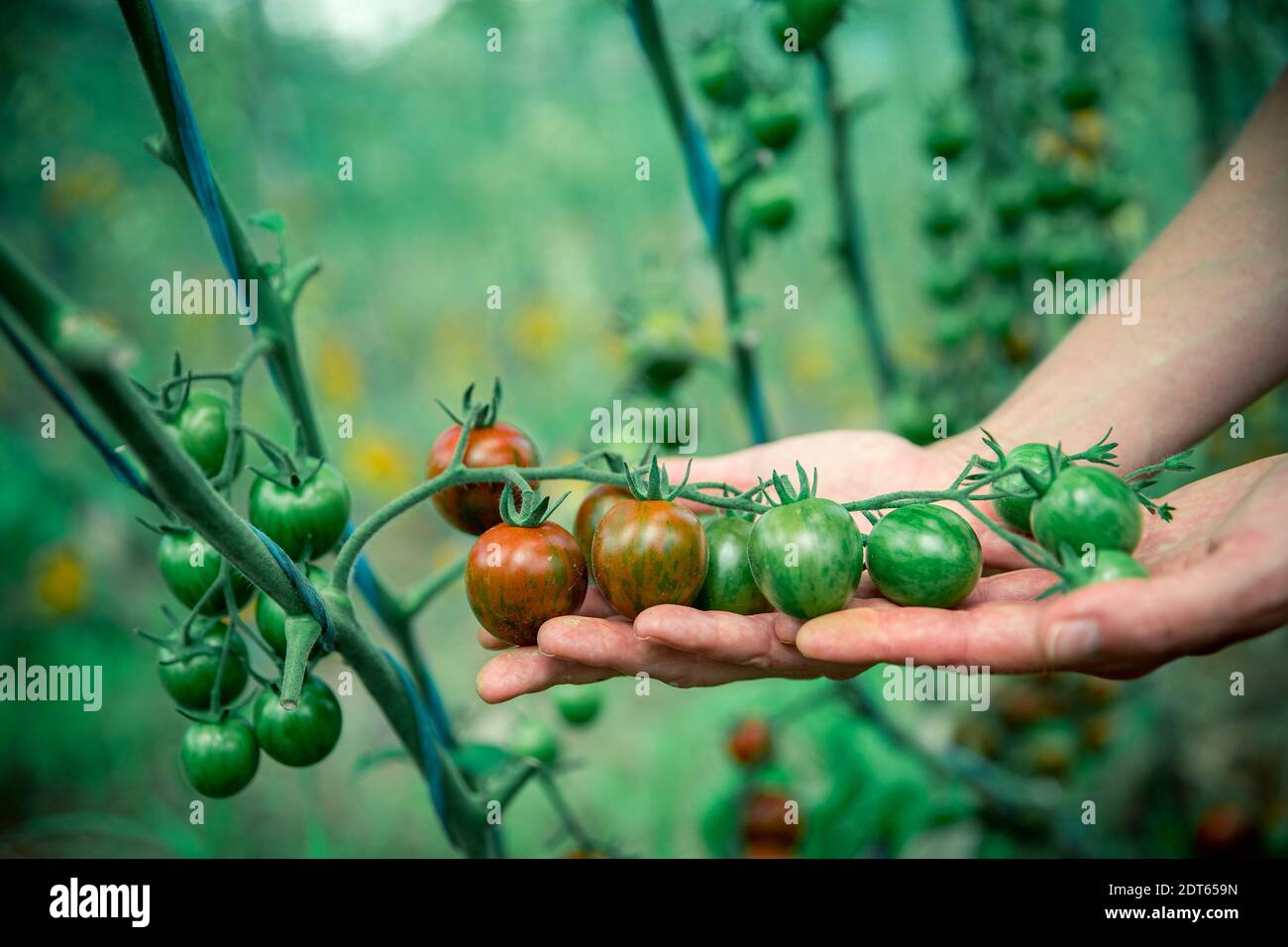 female hand holding tomatoes on the stem in a greenhouse Stock Photo ...