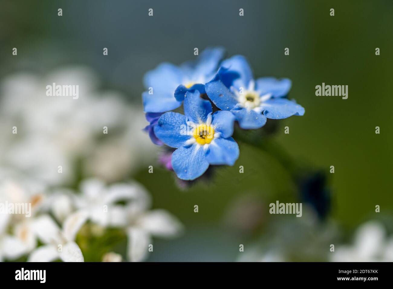 Me Blue blue and white forget me not flowers on a colorful background Stock ...