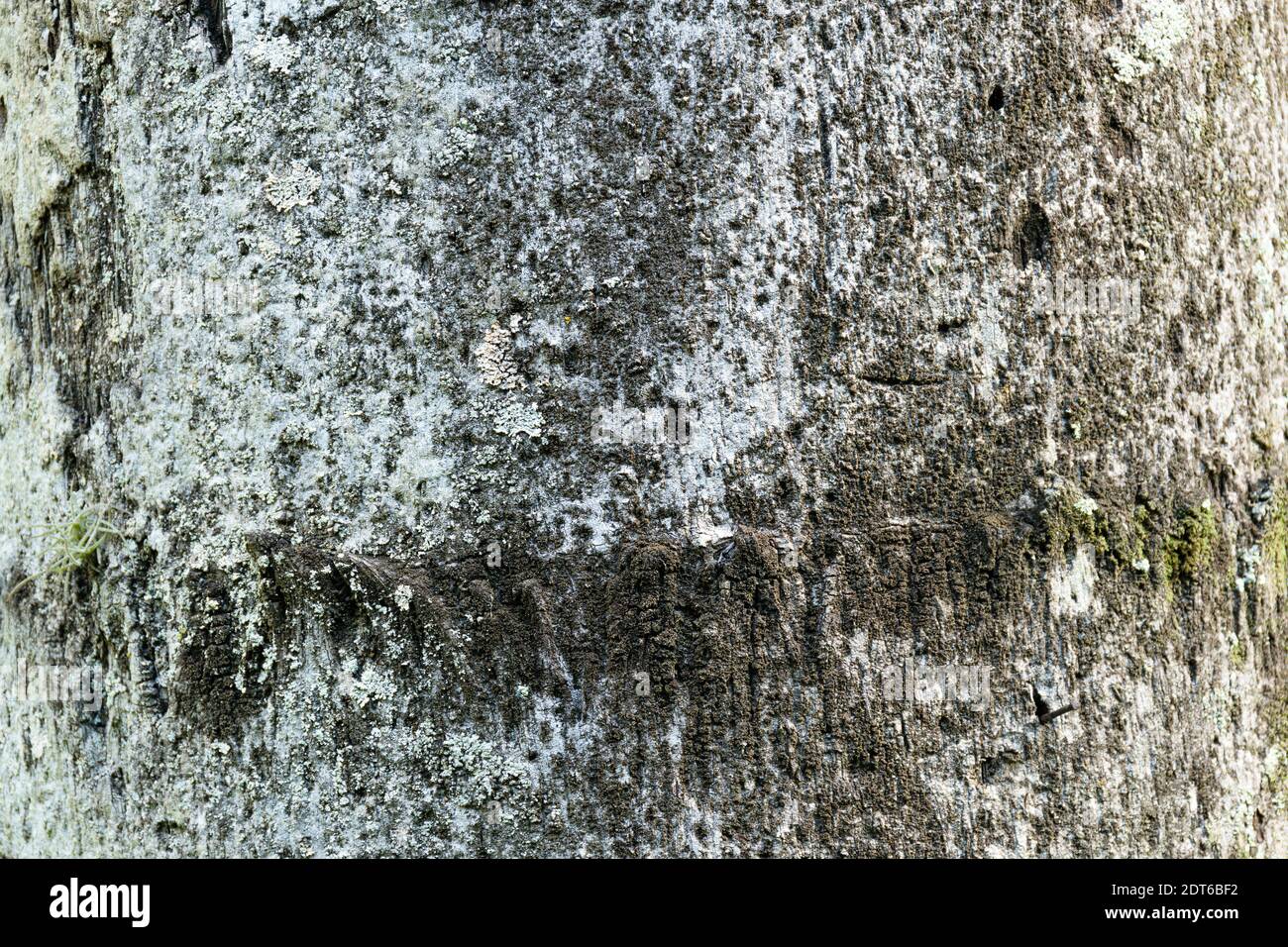 Tree trunk texture with silt and grass. Stock Photo