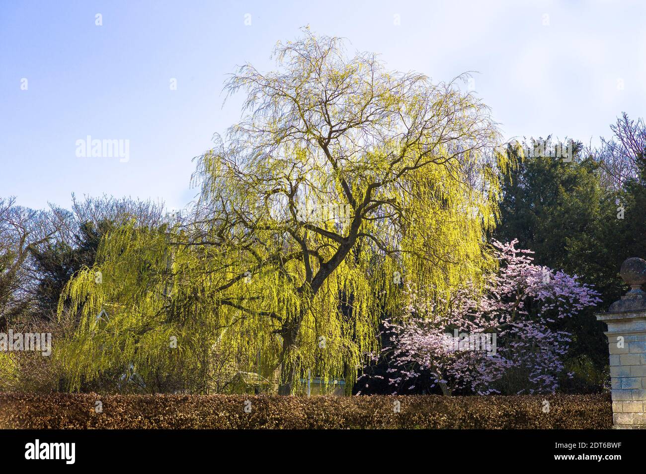 Fresh green foliage on a mature willow tree in a private garden in Derry Hill Wiltshire England UK Stock Photo