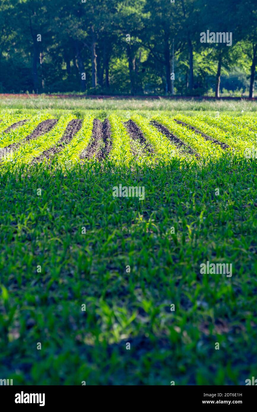 Farmer field with rows of young green corn plants in sunny day Stock ...