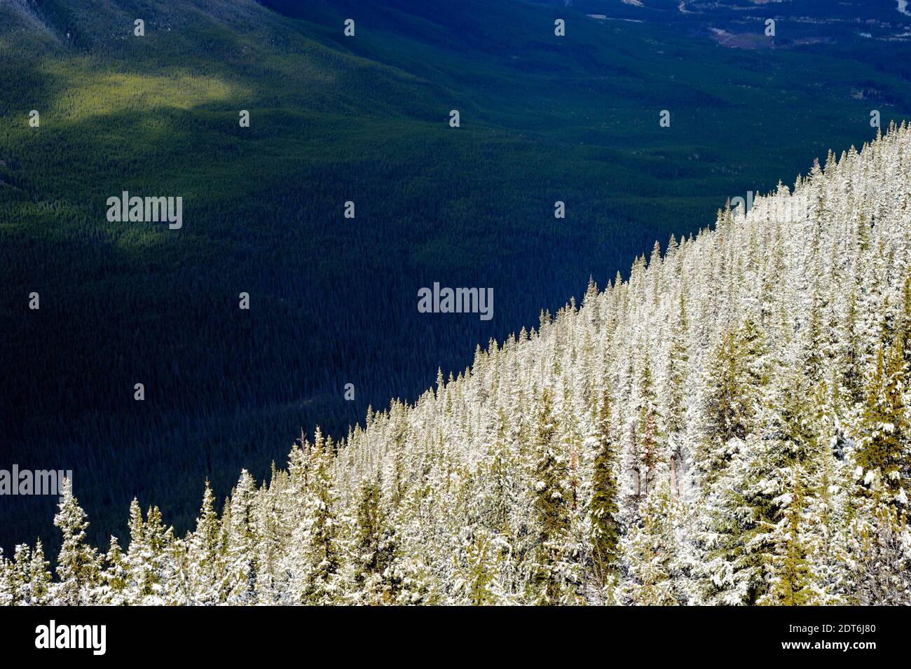 Bright snow-covered trees on mountain slope against dark forest, near Banff, Alberta, Canada. Stock Photo