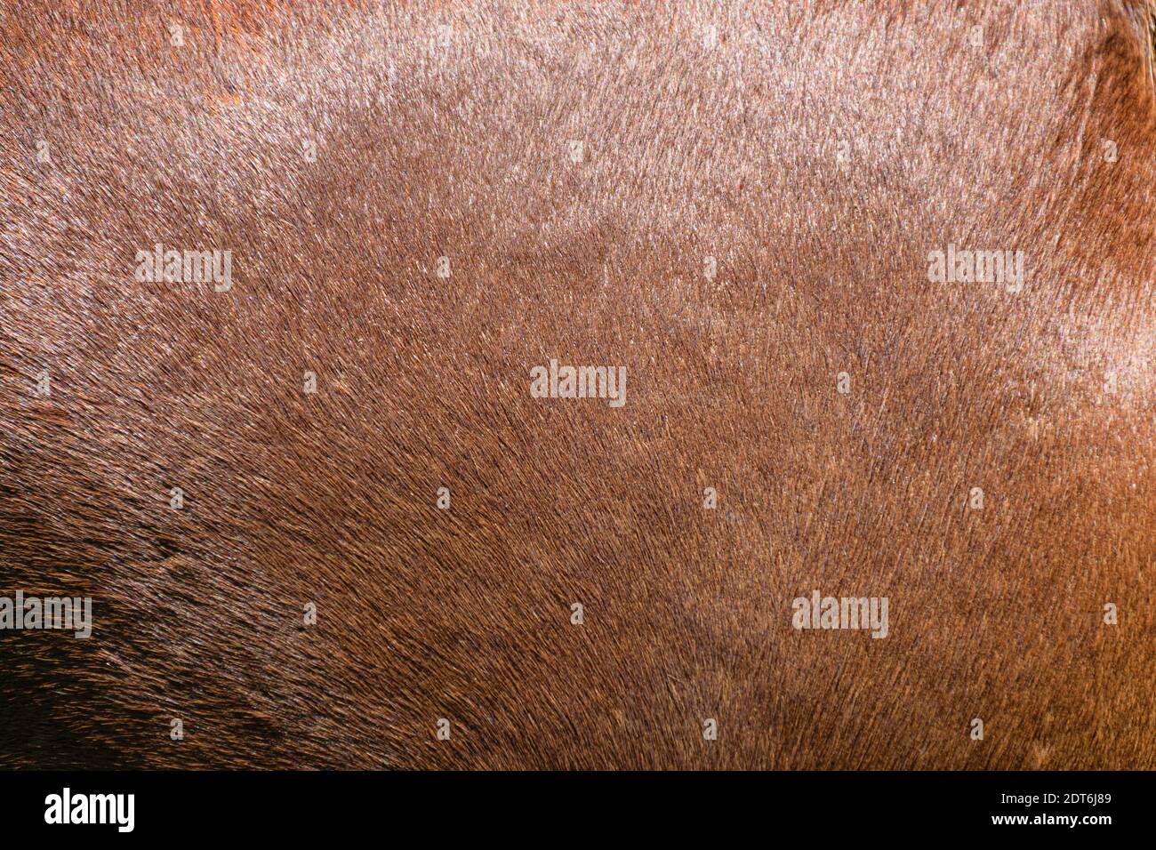 Horse pelage texture in brown color. Stock Photo