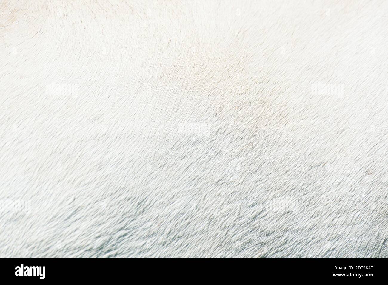 Horse pelage texture in white color. Stock Photo