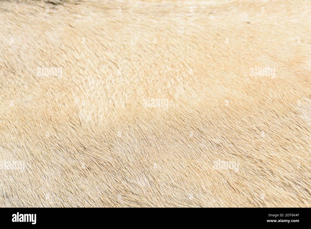 Horse coat texture in beige color. Stock Photo