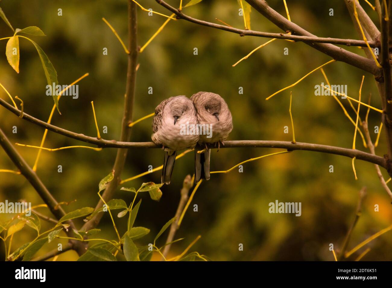 2 birds snuggle up to protect themselves from the cold in Mexico City Stock Photo
