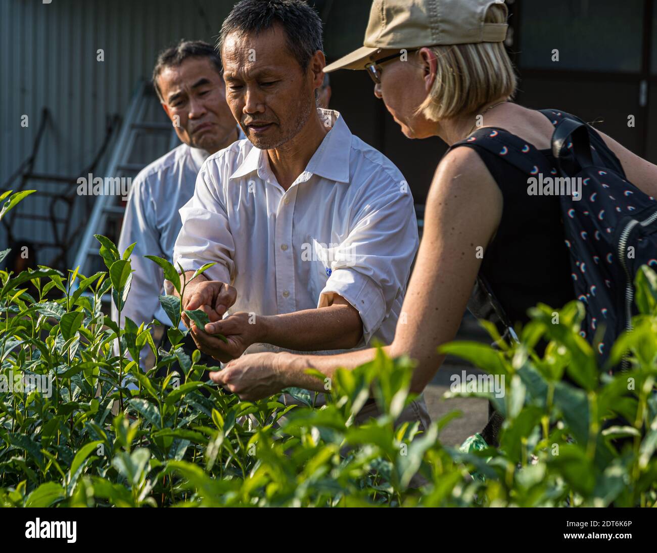 The harvest at the Uchinos takes place in May. Four family members and 30 workers then set to work. The top three leaves are picked, no more. They are steamed very briefly, dried and sorted according to size. Japanese Green Tea Farm of Shizuoka, Japan Stock Photo