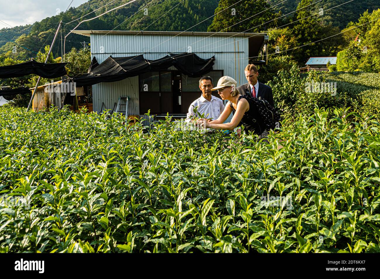 Japanese Green Tea Farm of Shizuoka, Japan Stock Photo
