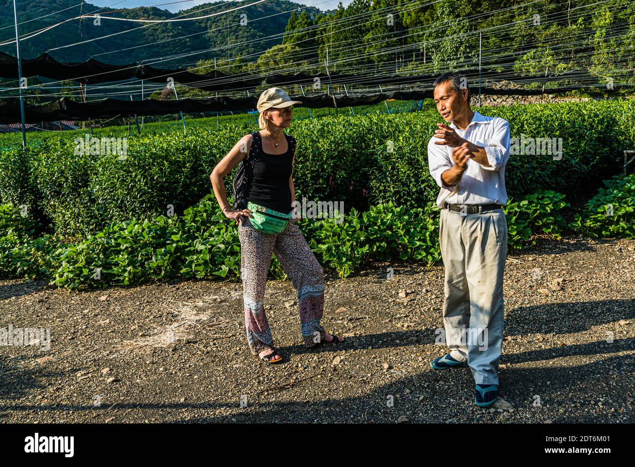 Japanese Green Tea Farm of Shizuoka, Japan Stock Photo