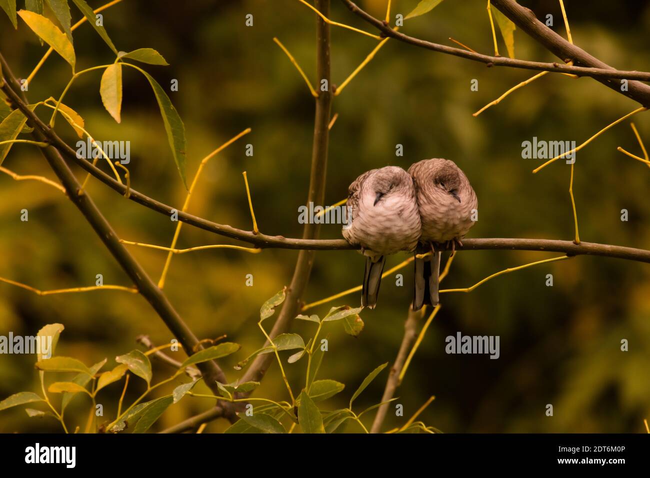 2 birds snuggle up to protect themselves from the cold in Mexico City Stock Photo