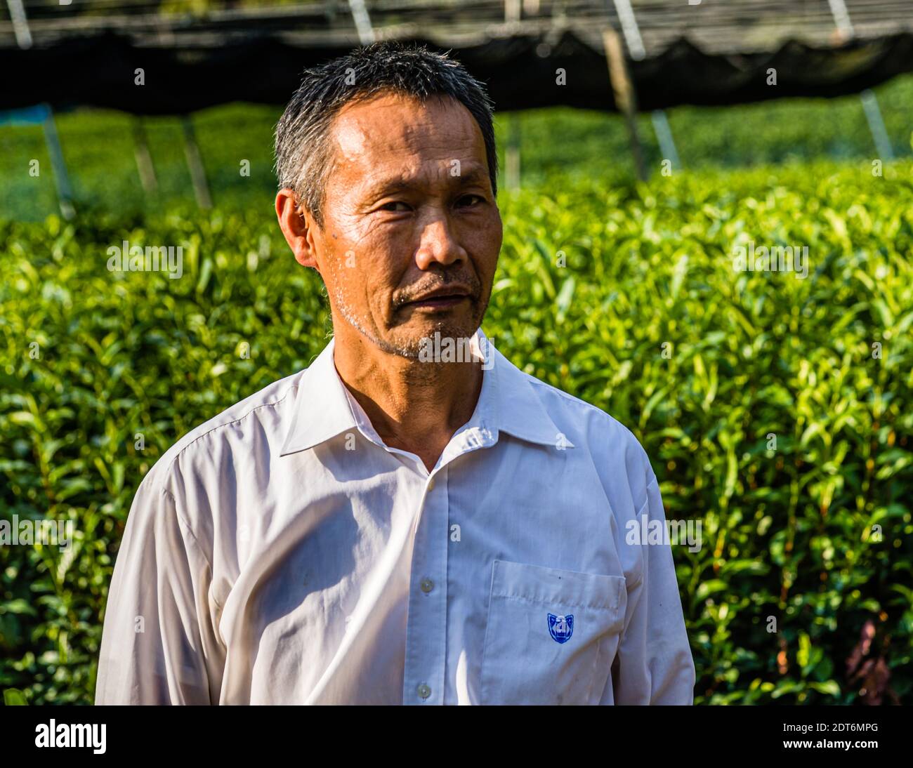 Japanese Green Tea Farm of Shizuoka, Japan Stock Photo