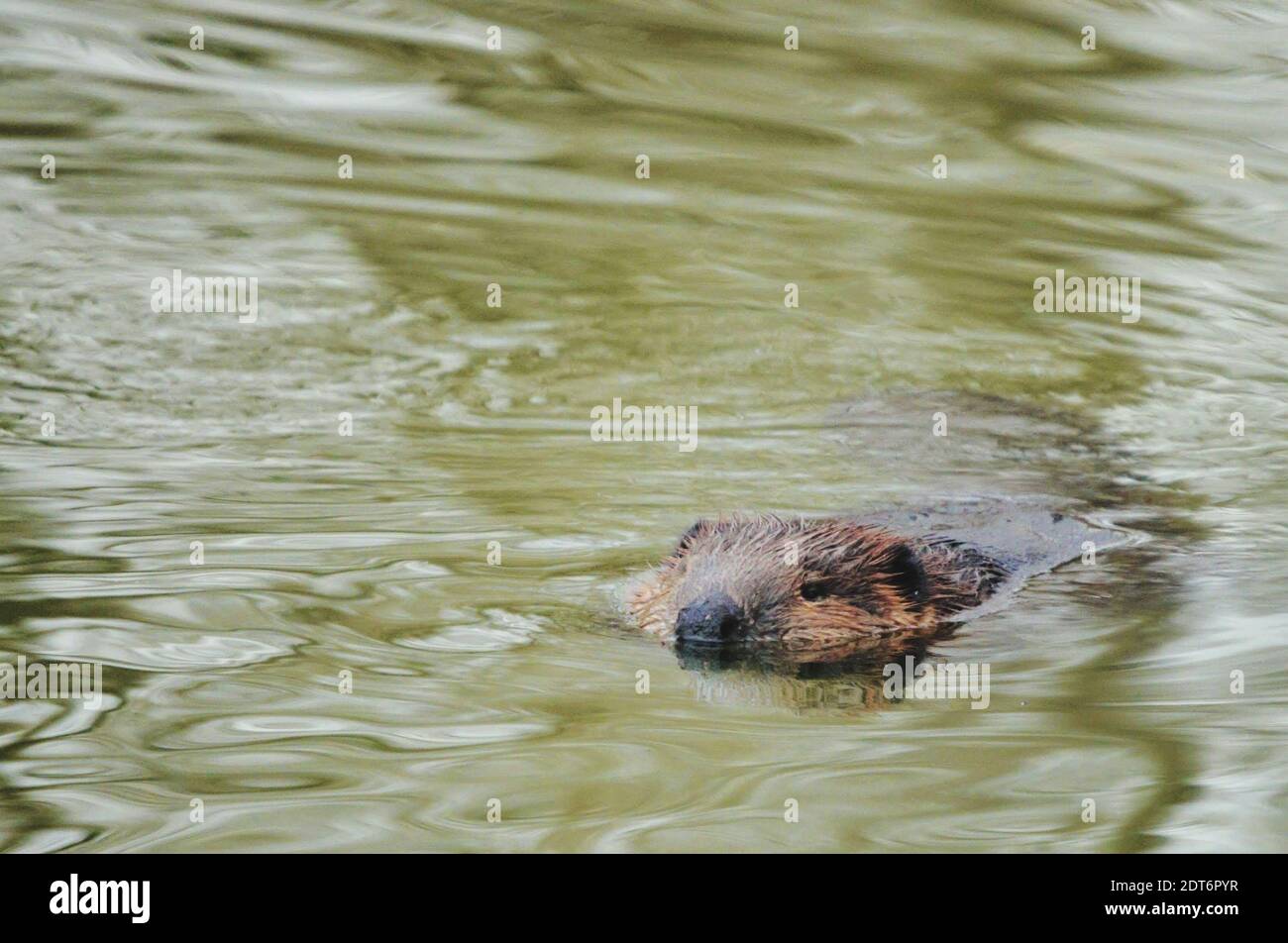 Beaver swimming underwater hires stock photography and images Alamy