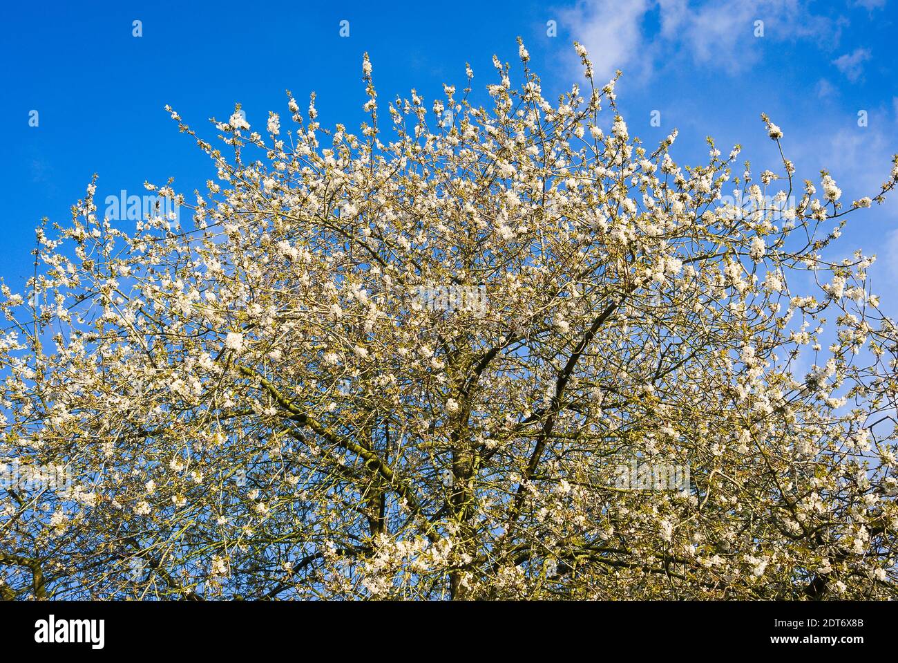 Prunus avium in full blossom in Spring in an English garden in UK Stock Photo