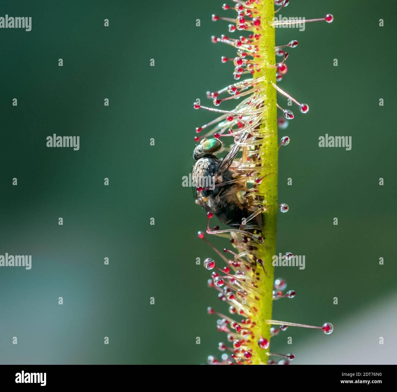Carnivorous Plant Stock Photo