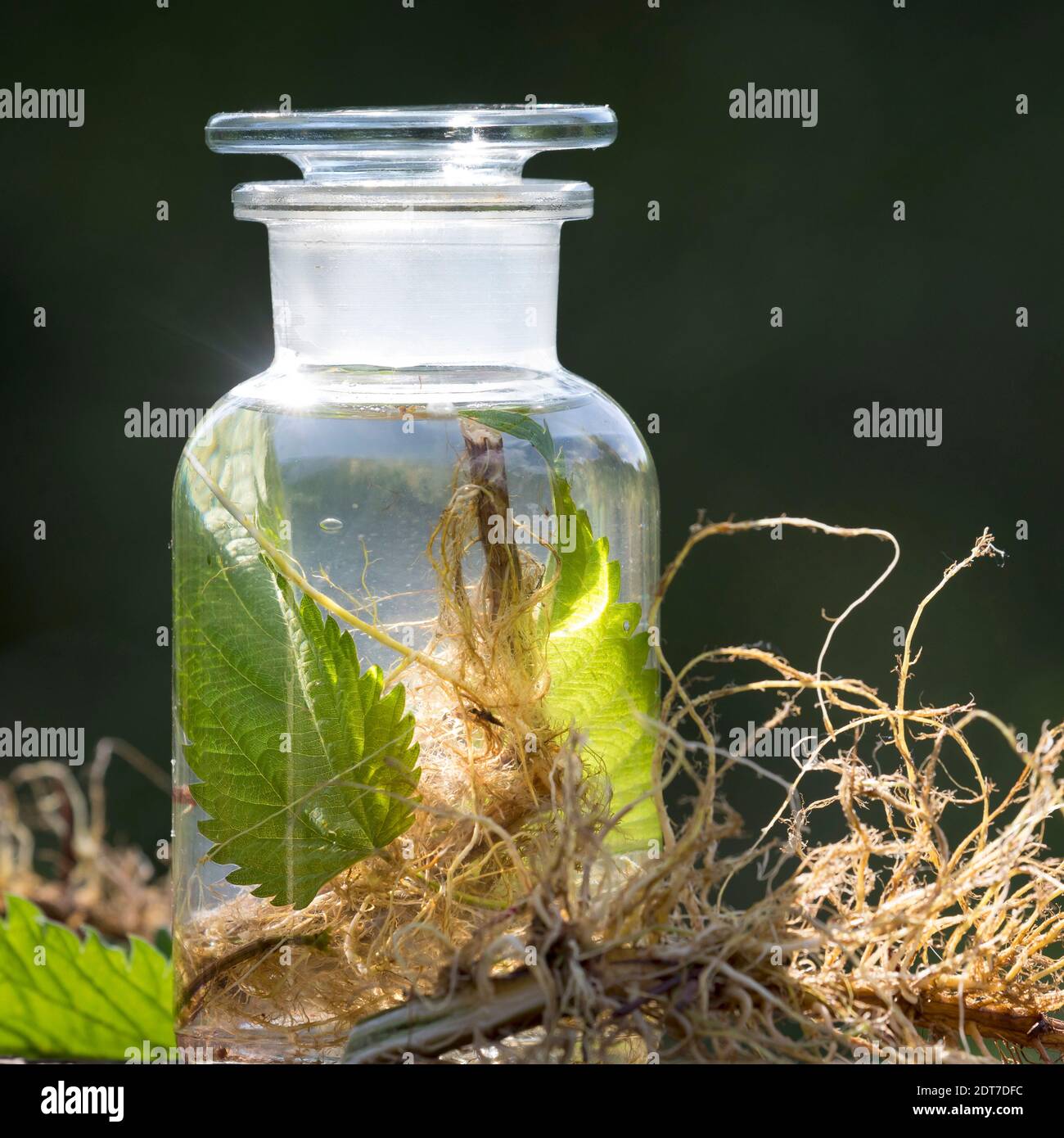 Ortiga Roots Ortiga verde hi-res stock photography and images - Alamy