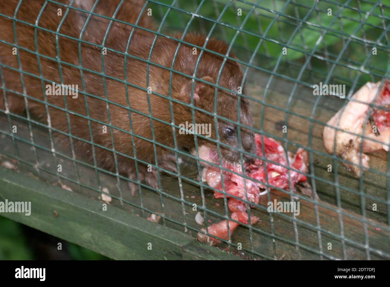 American mink, mink (Mustela vison, Neovison vison), at the meat bait in a live catch trap Stock Photo