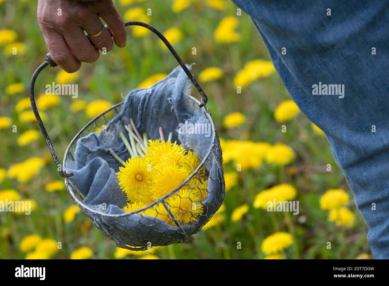 common dandelion (Taraxacum officinale), harvesting of dandelion flowers in a basket, Germany Stock Photo