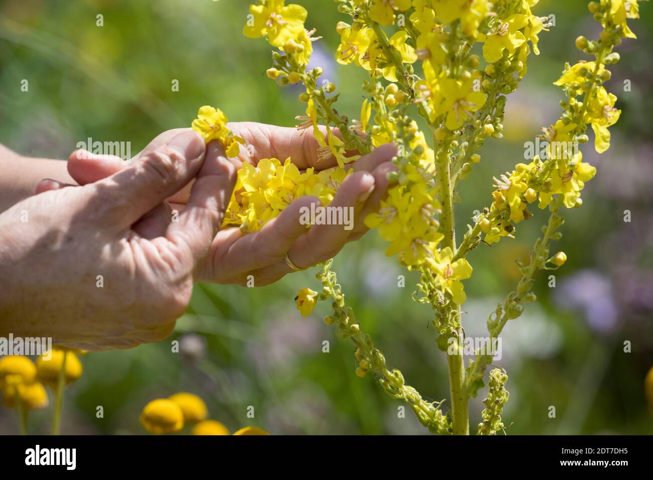mullein (Verbascum spec.), flower harvest of mullein, Germany Stock Photo