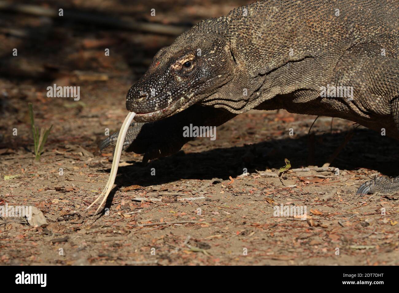 Komodo dragon, Komodo monitor, ora (Varanus komodoensis), sticking tongue out, portrait, Indonesia, Komodo island Stock Photo