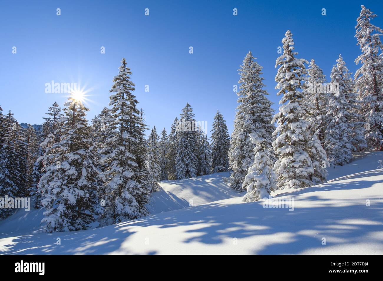 Norway spruce (Picea abies), winter in the Suisee Alps, Switzerland Stock Photo