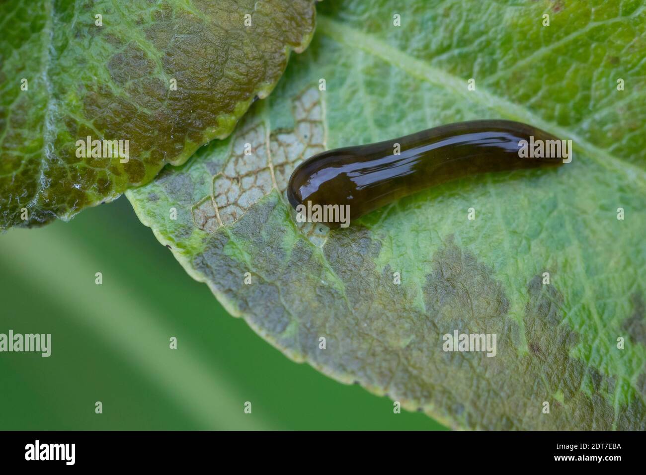 pear sawfly, pear slug sawfly, pear and cherry sawfly, pear and cherry slugworm, Larva: pearslug (Caliroa cerasi), larva feeding on pear leaf, Stock Photo