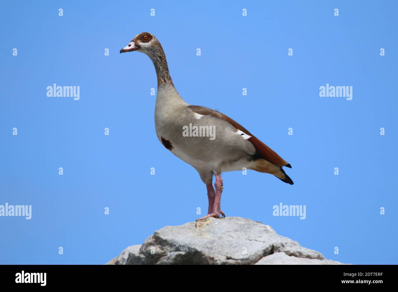 Egyptian goose (Alopochen aegyptiacus), peering from a small hill, side view, South Africa Stock Photo